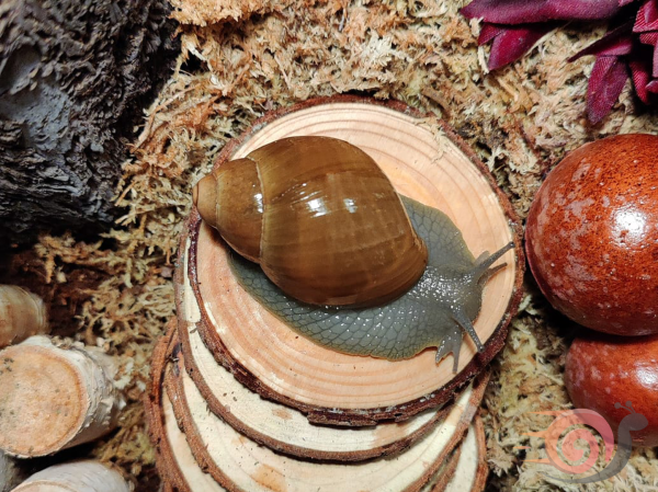 Megalobulimus Oblongus